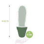 Pachycereus pringlei afmetingen